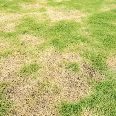 lawn disease, lawn with brown spots