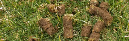 aeration, lawn plugs on grass