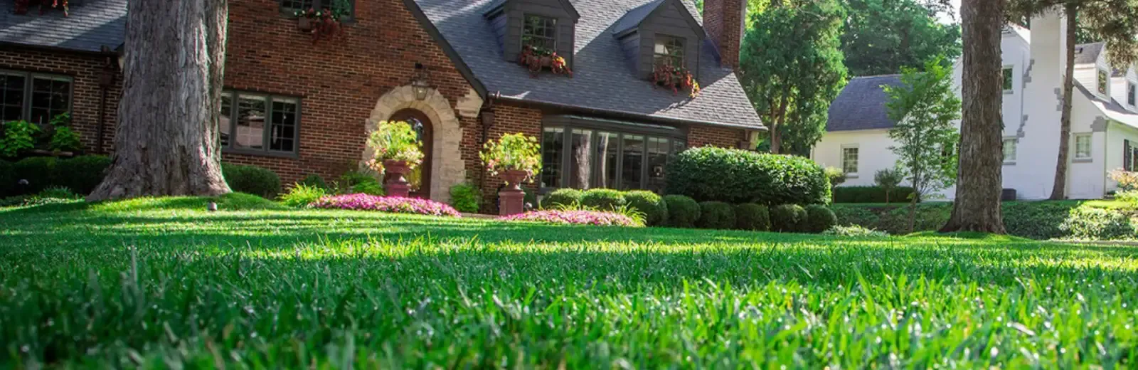 Green healthy grass, front lawn of brick home