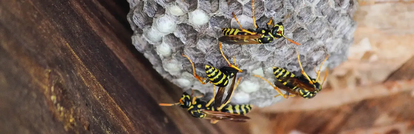 wasp on nests