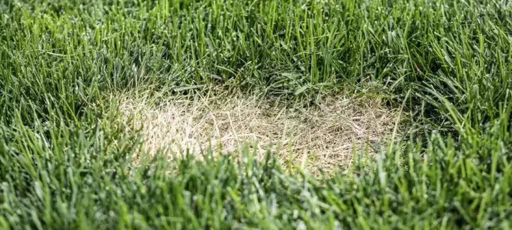 Lawn Diseases