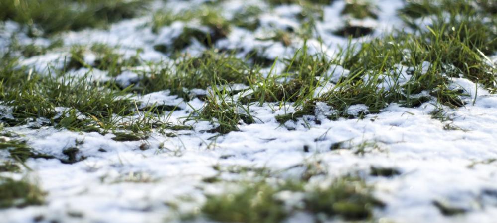 grass with snow