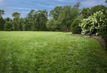 green grass yard