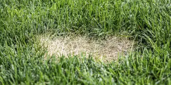Lawn Diseases