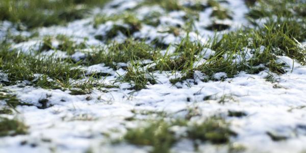 grass with snow