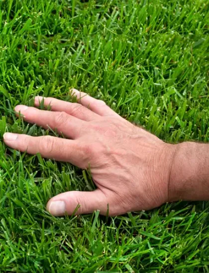 Hand touching healthy green grass