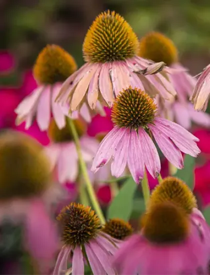 Plant Heath